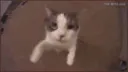 catvibecheck