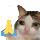 pray_cat
