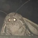 moth