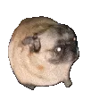 pugPls