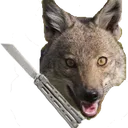 Bali_happy_Jackal