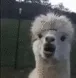 alpacaSCREM