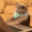 kittytype