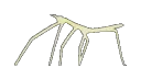 stickbugged
