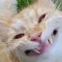 Cat Smile cat_smile Discord Emoji