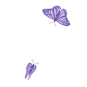 butterflies