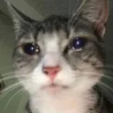 catwhysheleaveme
