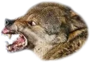 AAA