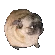 PugDance