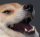 H5_Doggokek