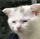 tiredcat