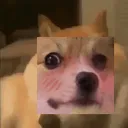 BonkRuff