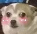 Blushdoge Discord Emoji