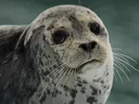 seal2