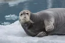 seal