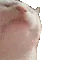 catjam