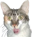 pogcat