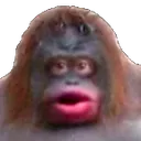 monke