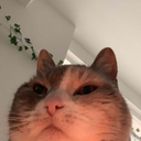 Michi Discord emoji