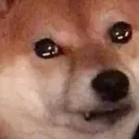 Shibacry
