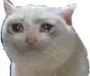 sadcat sadcat