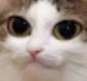 catstare