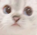 catlook2