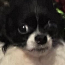 mydog Discord emoji