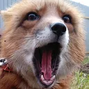 foxScream
