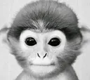 monkee monkee