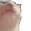 cate