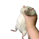 RatShake