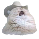 cowboy_cat Discord emoji