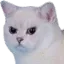 Angrycat angrycat Discord Emoji