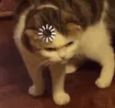 catthonk