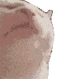 catJam