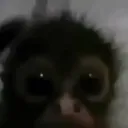 monkewatch