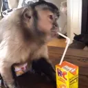 monkejuice