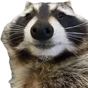 raccoon raccoon