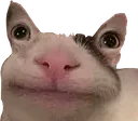 bruh