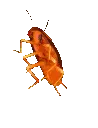 rainbowroach