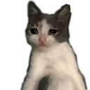 Sad Cat3 Discord Emoji