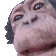 monkeyLick
