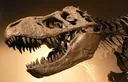 DinosaurSkull