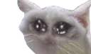 cat_cry