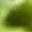 greenbear6