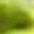 greenbear7