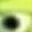 greenbear2
