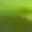 greenbear13