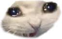 nooowhy